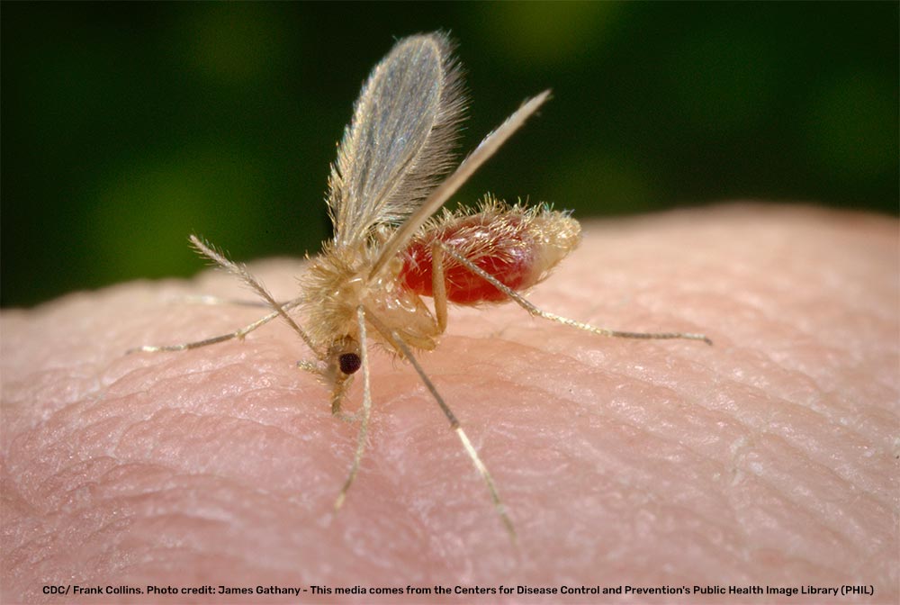 Lutzomyia longipalpis, transmissor da leishmaniose.