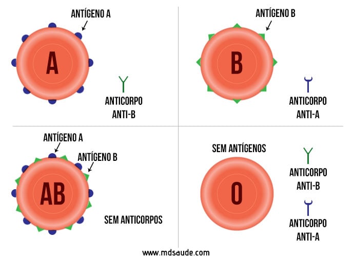 Antígenos ABO