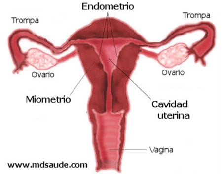 miometrio y endometrio