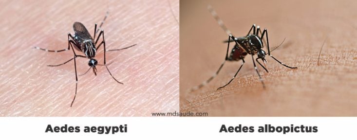 Aedes albopictus x Aedes aegypti