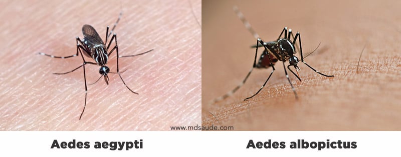 Aedes aegypti (fotos): como é o mosquito da dengue?