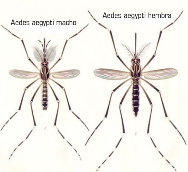 Aedes aegypti macho y hembra