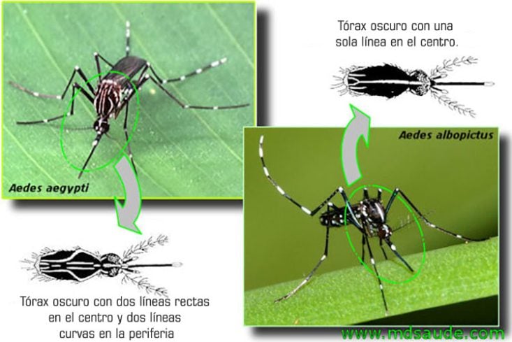 Diferencias entre Aedes aegypti y Aedes albopictus