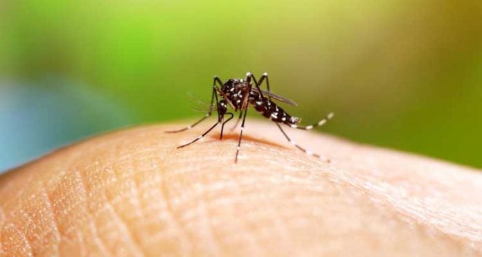 aedes-chikungnya FEBRE CHIKUNGUNYA