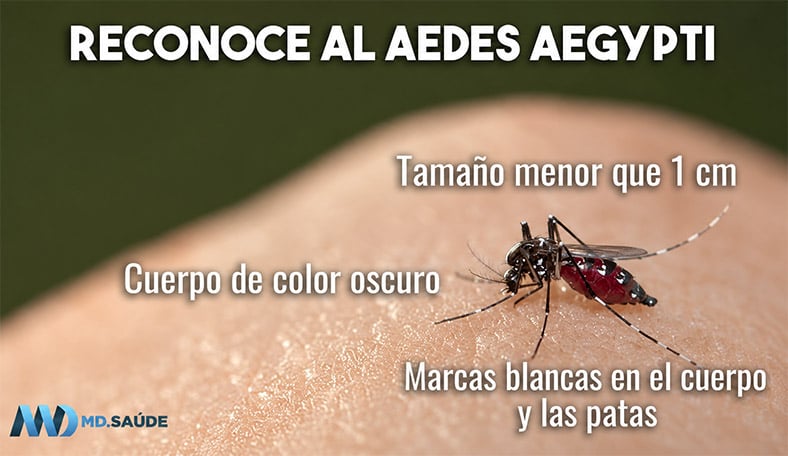 Mosquito Aedes aegypti posado sobre la piel, con indicaciones visuales de sus principales características: tamaño menor de 1 cm, cuerpo de color oscuro y marcas blancas en el cuerpo y las patas.