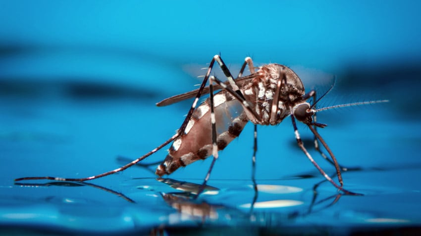 Dengue: qué es, síntomas, complicaciones y tratamiento