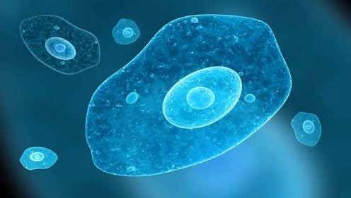 Amebiasis: qué es, síntomas, causas y tratamiento