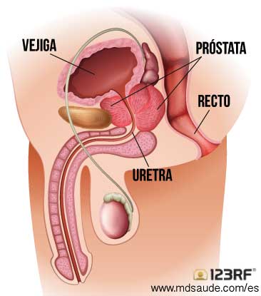 Anatomía de la próstata