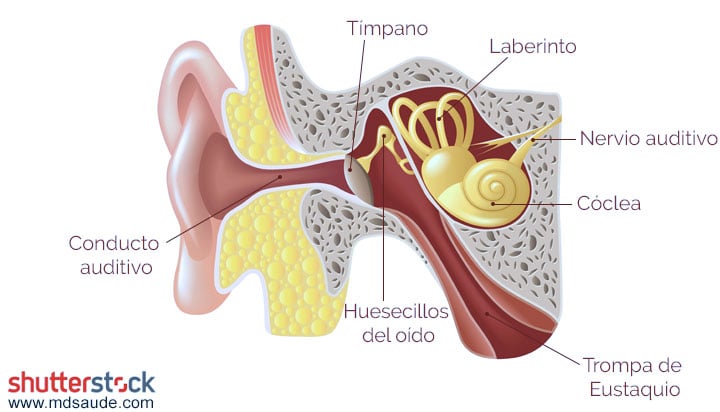 Anatomía del oído interno