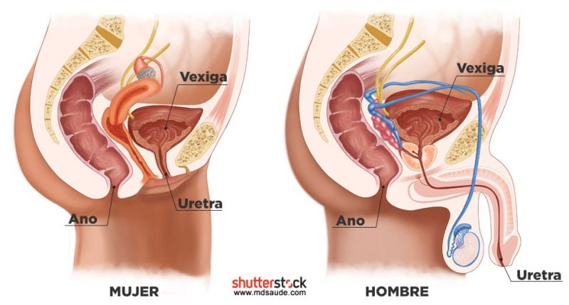 Anatomía genitourinaria de hombres y mujeres.
