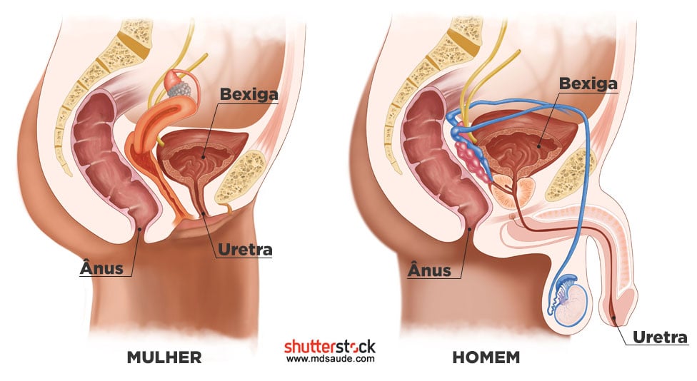 Anatomia geniturinária de homens e mulheres