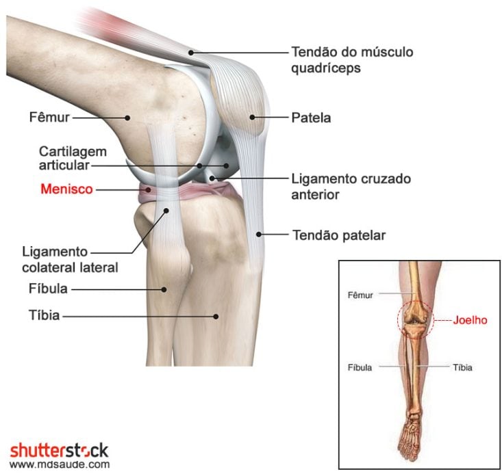 Anatomia do joelho