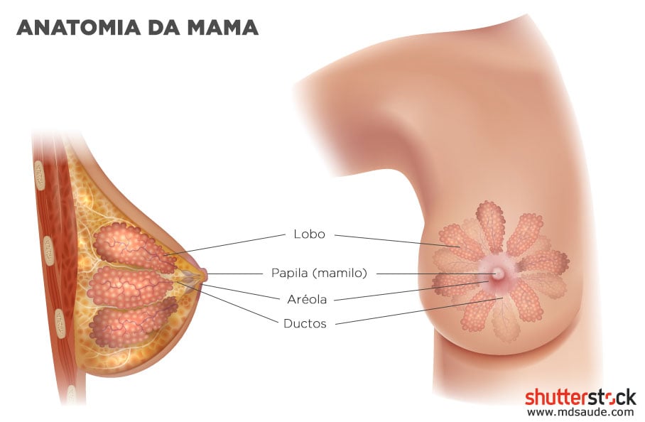 Anatomia das mamas (glândulas mamárias)