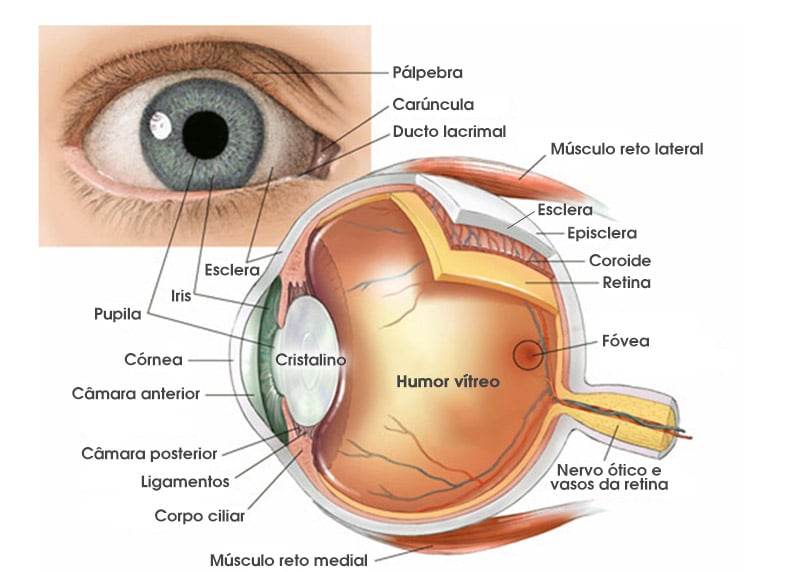 Anatomia do olho