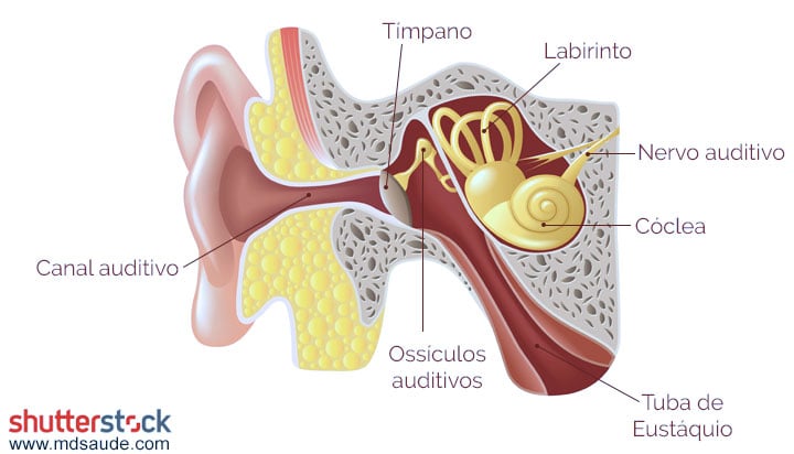 Anatomia do ouvido interno - labirinto.