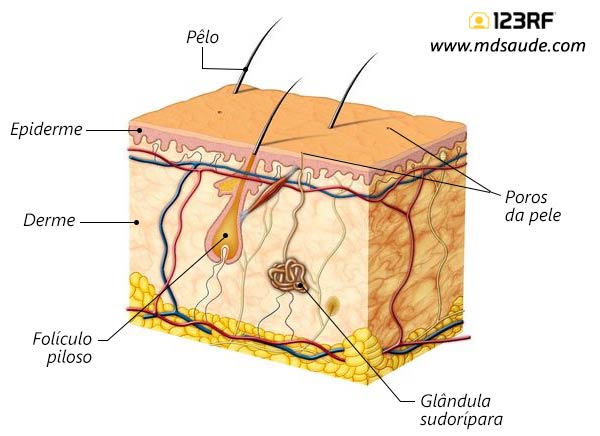 Anatomia da pele