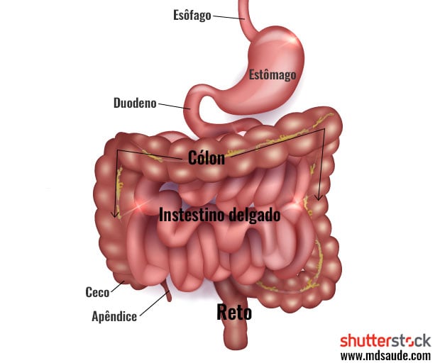 Anatomia do sistema digestivo