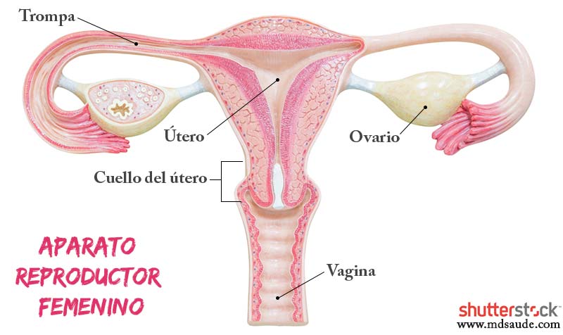 Pero realimentación Óxido Tipos de flujo vaginal: blanco, amarillo, marrón… | MD.Saúde