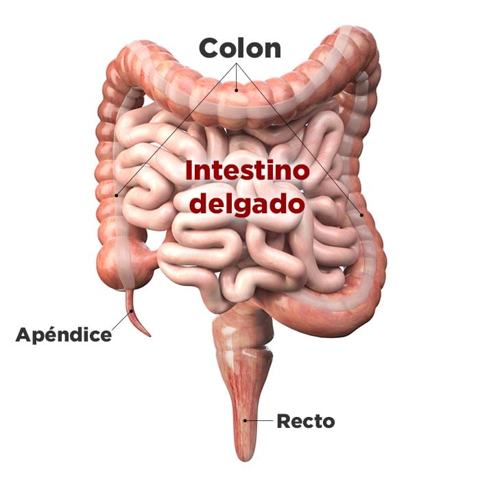 Apendicitis: qué es, síntomas, causas y tratamiento