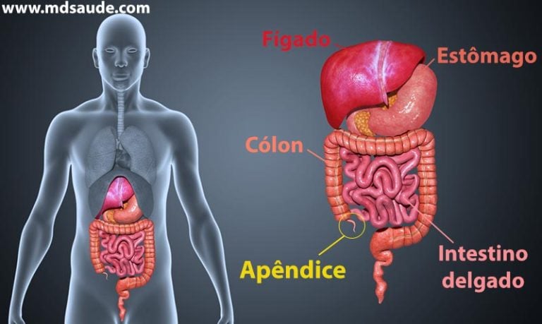 Onde fica cada órgão do corpo humano? | MD.Saúde
