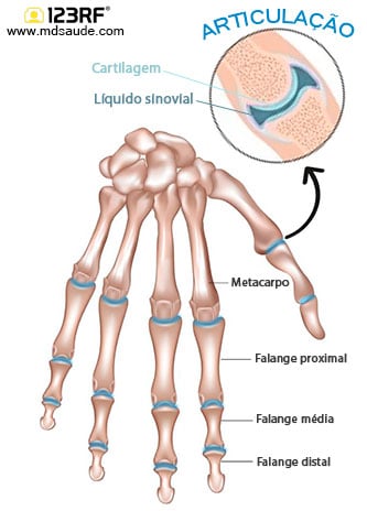Articulações da mão