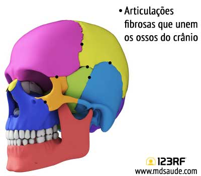 Articulações do crânio