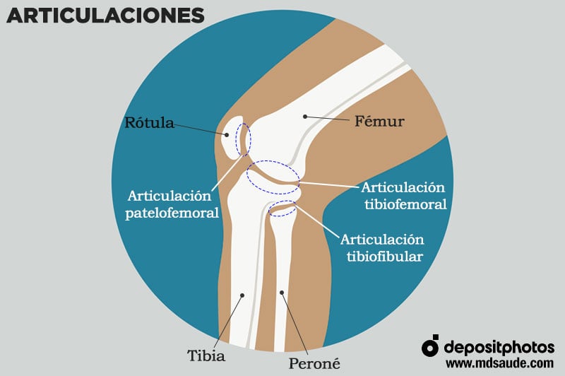 Articulaciones en la región de la rodilla.