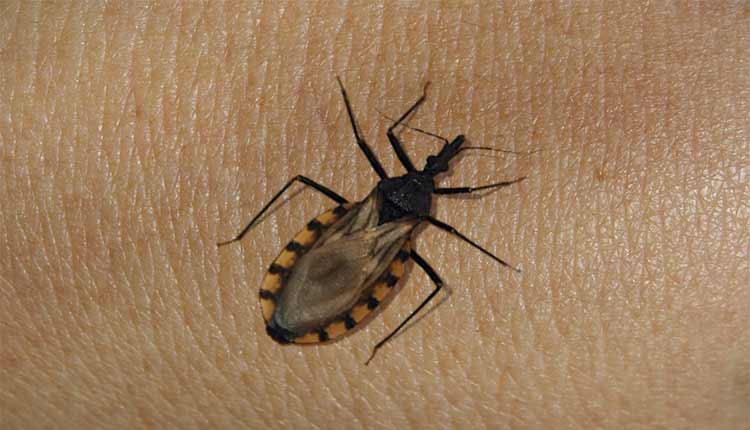 mal de chagas insecto