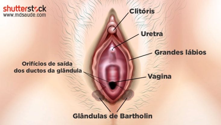 Localização anatômica das glândulas de Bartholin
