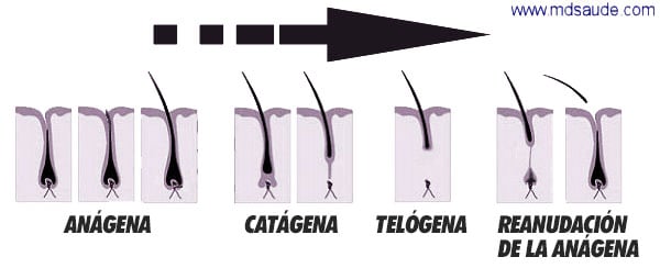 Ciclo de crecimiento del cabello