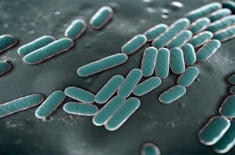 CANCRO MOLE – Transmissão, sintomas e tratamento