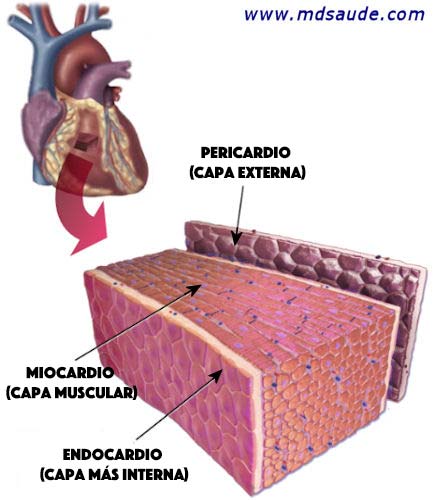 Capas de la pared del corazón.: endocardio, miocardio y pericardio.