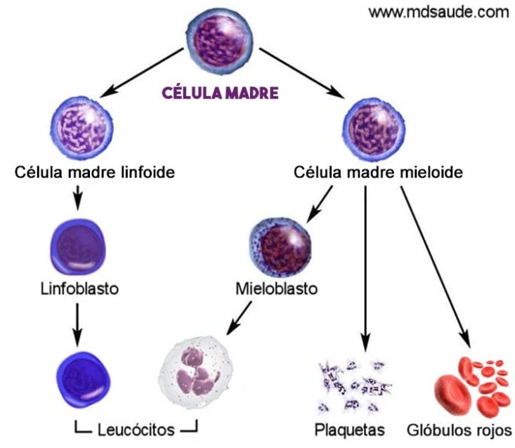 Proceso de maduración de las células sanguíneas