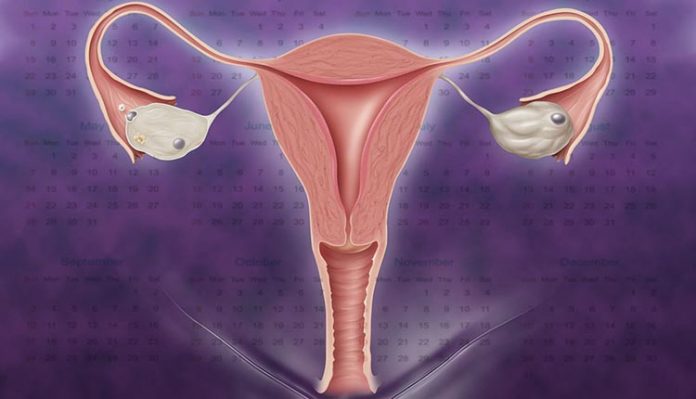 ciclo-mesntrual-imagem ciclo menstrual