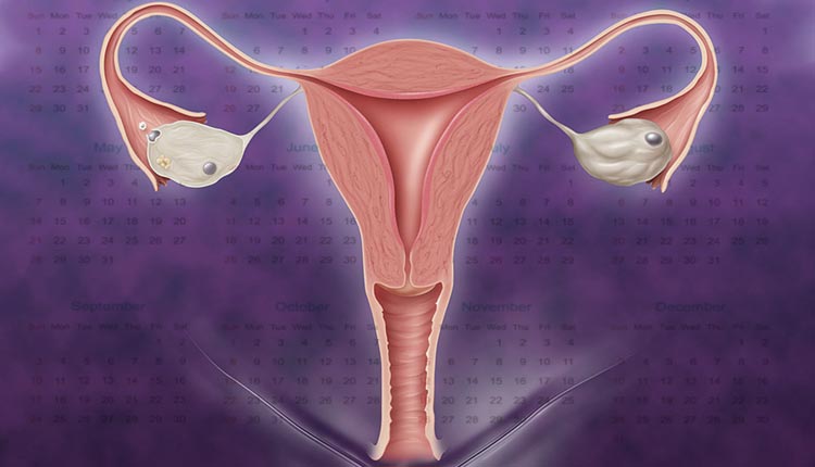 ciclo menstrual