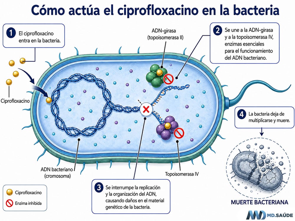 Acción antibacteriana del ciprofloxacino