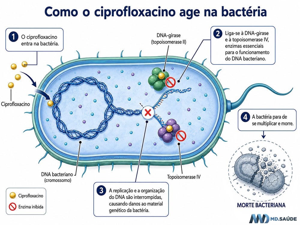 Ação antibacteriana do ciprofloxacino