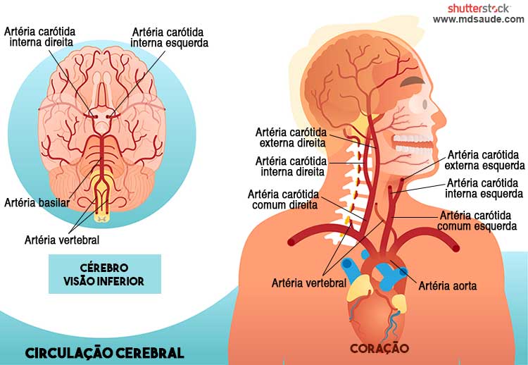 Circulação cerebral - artérias carótida interna e carótica externa.