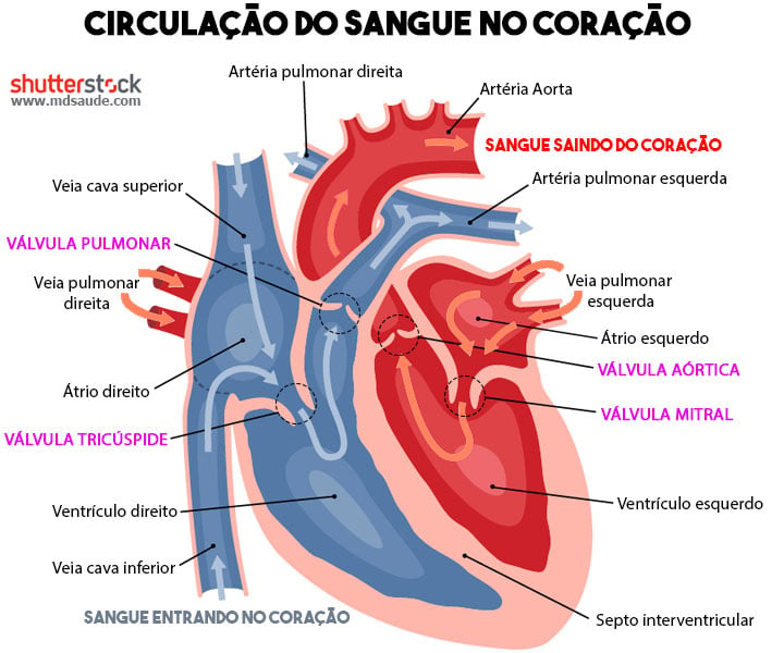 Anatomia do coração - como o sangue circula e como surge o sopro cardíaco