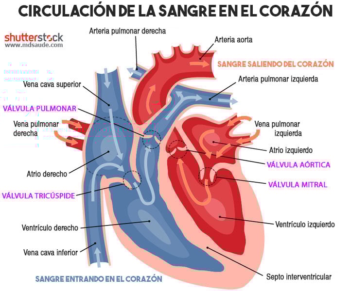 Circulación de la sangre en el corazón