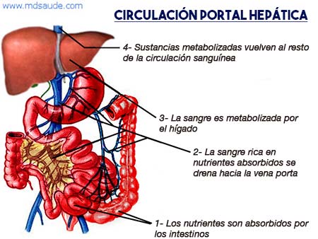 Circulación Portal