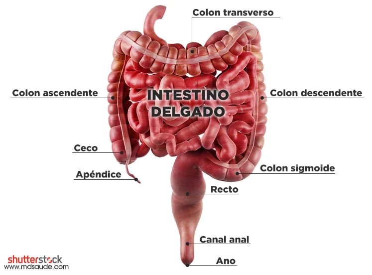 Anatomía de los intestinos
