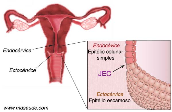 Colo uterino