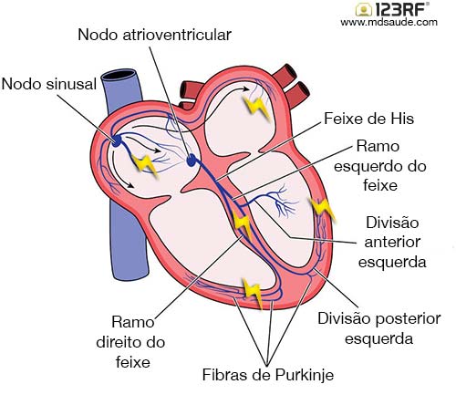 Condução dos impulsos elétricos cardíacos