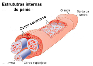 Anatomia do pênis
