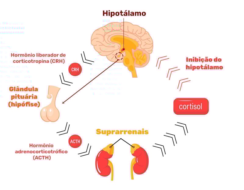 Produção do cortisol