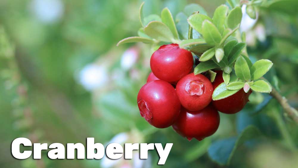 Is Cranberry Juice (or pills) Good for Urinary Tract Infections?
