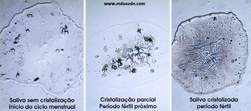 Ovulação: sintomas, causas e testes diagnósticos 3 Ovulação - Cristalização da saliva