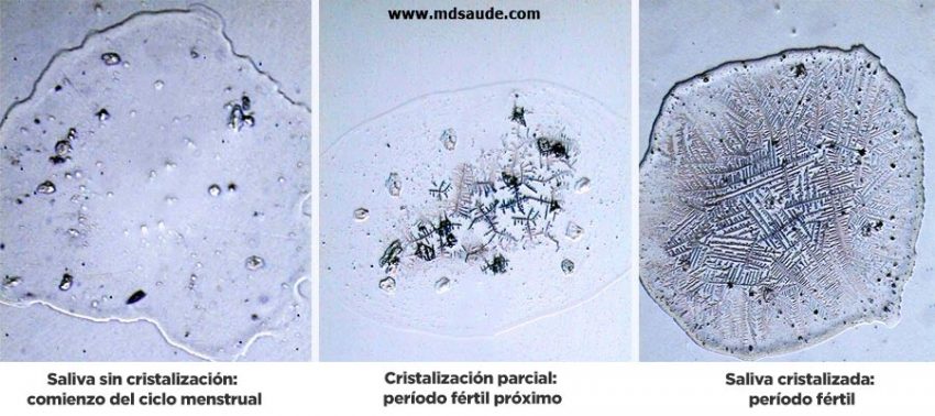 Cristalización de la saliva