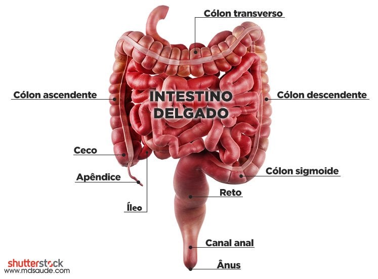 Anatomia intestinos